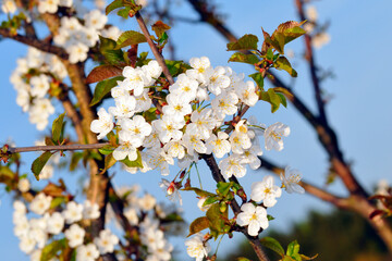 Kirschblüten im Frühjahr