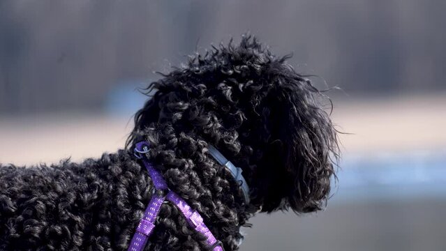 cute toy dog poodle looking into the distance