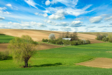 Beautiful spring landscape with green willow trees and blue cloudy sky