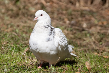 Beautiful pigeon bird standing on grass..