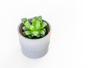 A beautiful Haworthia cooperi plant displayed on clean white table background