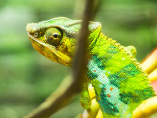 Closeup shot of a chameleon on a branch