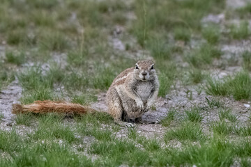 Cape ground squirrel, funny animal