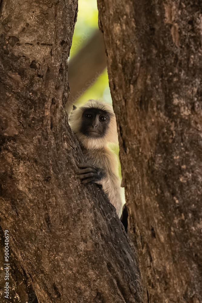 Poster gray langur, monkey hidden behind a tree