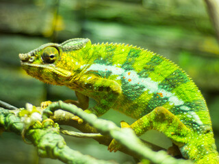 Closeup shot of a chameleon on a branch