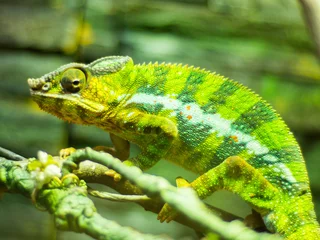 Poster Closeup shot of a chameleon on a branch © Lchhk/Wirestock Creators