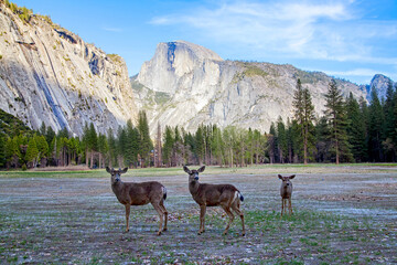 Three deer in the field with trees and rocky mountains in the background