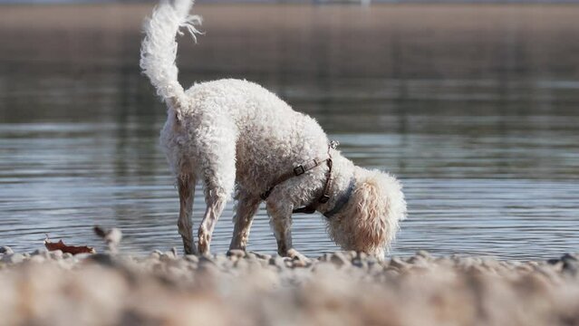 Cute toy poodles looking for a lost wooden stick in the water
