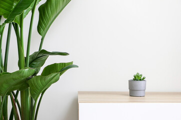 A very beautiful small Haworthia cooperi plant in a small grey pot on a wooden desk besides a Giant White Bird of Paradise plant (Strelitzia nicolai) decorating home interior