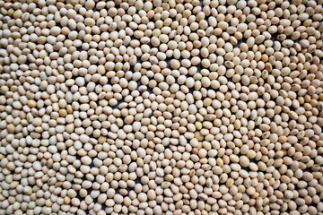 Raw whole dry Soybean legume