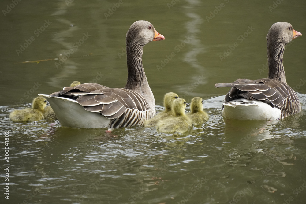 Poster Greylag goose family with only few days old chicks swimming in water - mibu