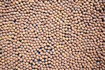 Raw whole dried brown chickpeas