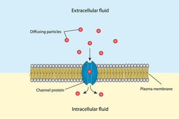 Channel protein for molecule transport