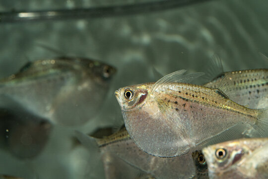 Closeup of a common hatchetfish in an aquarium