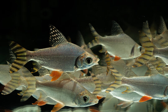 School of silver prochilodus fishes swimming in an aquarium