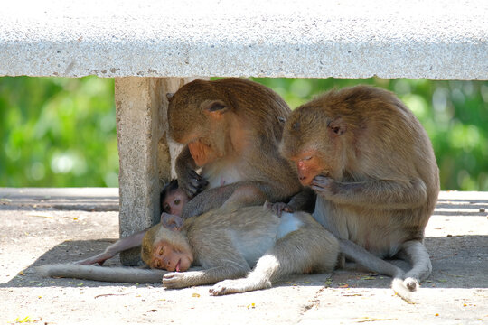 Female long-tailed macaques grooming their young under a stone bench, Phetchaburi, Thailand