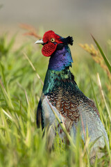 姿勢を高くするキジ