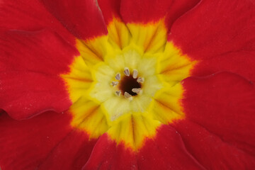 front of bright red yellow Primula malacoides flower head background. Extreme close up of fairy primrose or baby primrose flower.
