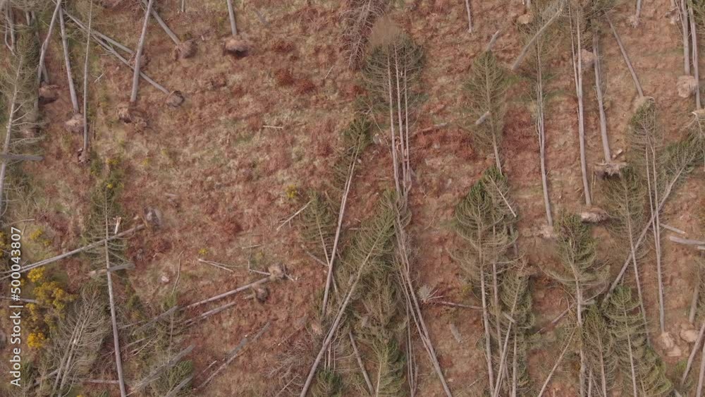 Poster bird's eye view of uprooted trees during a strong wind storm. camera pointing down moving forward.