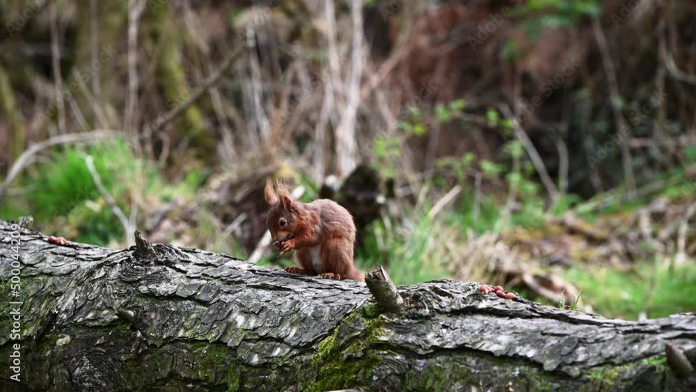 Aufkleber beautiful red squirrel taking nuts from a fallen tree and running away. static shot