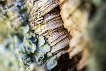 Photographie macro de l'écorce d'un arbre