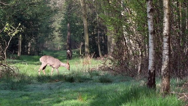 European roe deer (Capreolus capreolus) juvenile with female / doe grazing grass in fire lane in deciduous forest