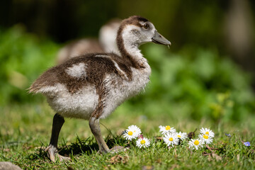 Ein Nilgans-Küken steht auf einer grünen Wiese mit Gänseblümchen