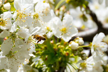 Flying bee collecting pollen on a white cherry blossom.