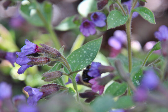 Soft focus of purple lungwort flowers blooming at a garden
