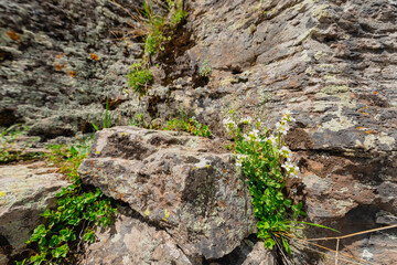 Rocky terrain with flowers