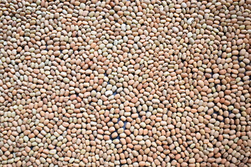 Raw whole dried Cowpea beans