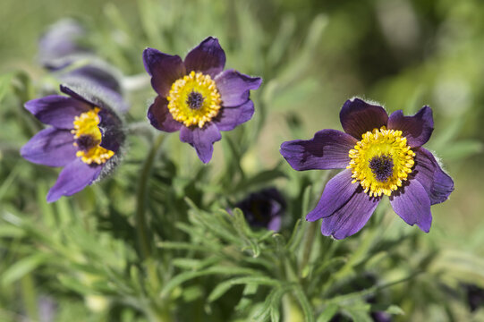 Close-up of purple flowers in garden (Pulsatilla montana)