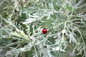 Ladybird on a leaf