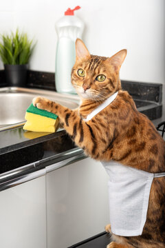 Funny domestic cat holds a sponge with his paw and is going to wash the dishes.