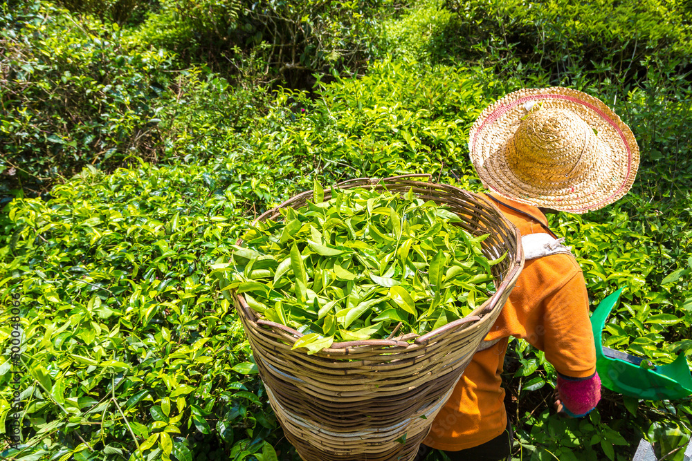 Poster Worker picking tea leaves