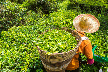 Worker picking tea leaves