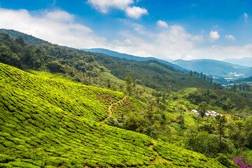 Beautiful Tea plantations