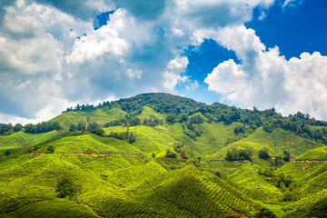 Beautiful Tea plantations
