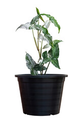 Fototapeta premium Syngonium podophyllum Variegeted or Arrowhead is air purification trees growing in black plastic pot in the garden isolated on white background included clipping path.