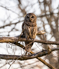 Brown owl perched on a tree branch