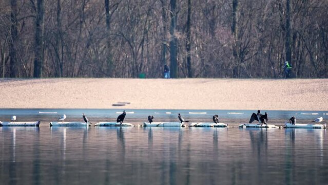 various birds and seagulls stand on buoys on the lake and dry their wings in the sun while people walk behind them