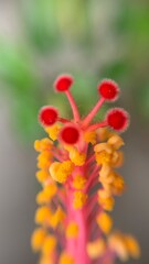 red flower macro photo 