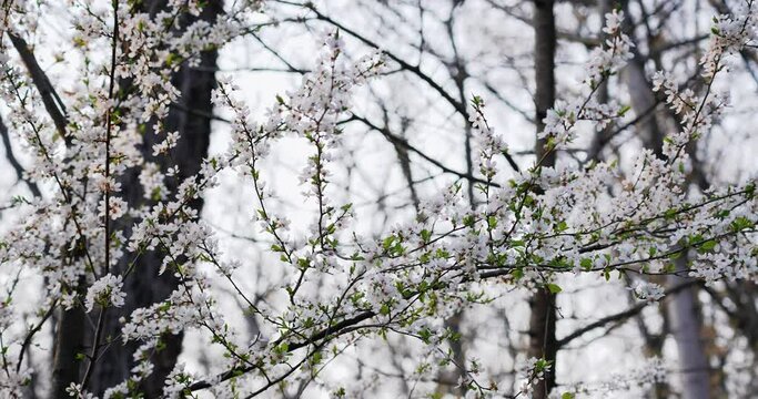 a blossoming tree in the woods in nature with white leaves and flowers