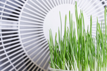 Green young sprouts of sprouted oats next to the white grate of a modern air cleaner. The concept...