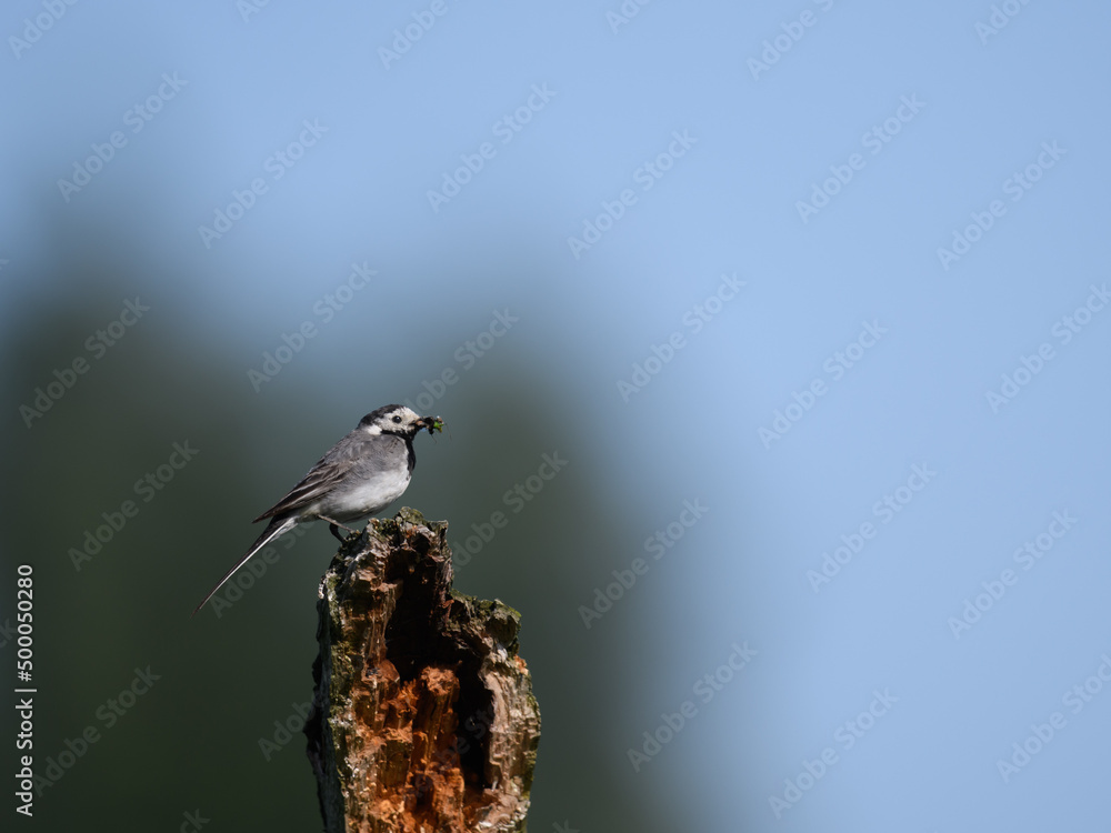 Poster bird is sitting on a broken tree trunk with a trapped insect in its beak.