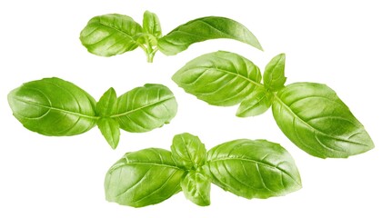 Basil leaves isolated on white background, collection