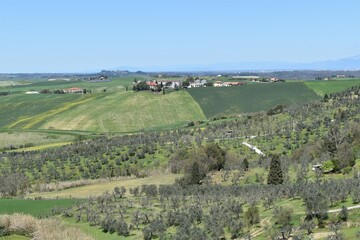 Fototapeta na wymiar Green cultivated hills in the Tuscan countryside, panorama near Santa Luce with cloudless blue sky