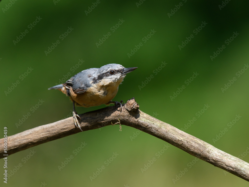 Poster selective focus shot of a common nuthatch bird on dry branch