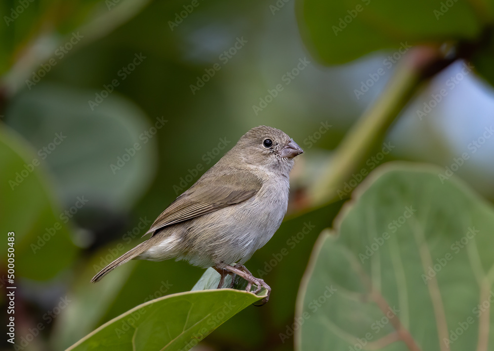 Poster a dull-colored grassquit standing on a tree leaf in the garden with a blurred background