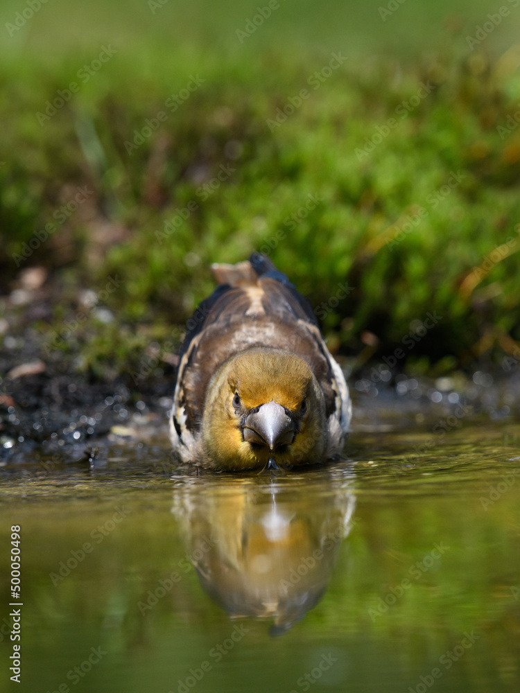 Sticker Vertical shot of common grosbeak bird drinking water from a small puddle in the forest